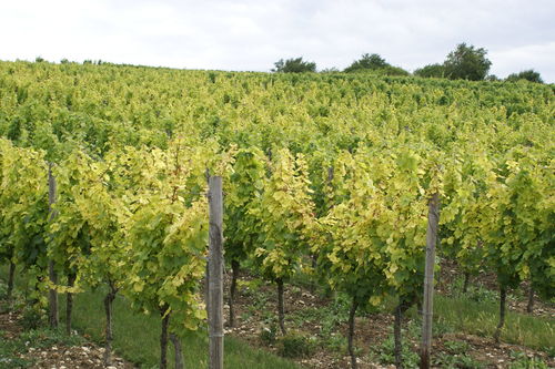 ijzer chlorose in wijngaard