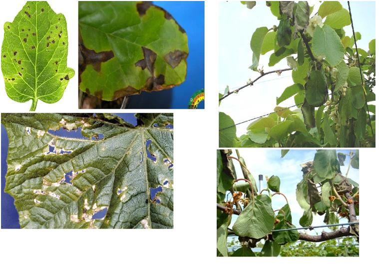 Pseudomonas syringae