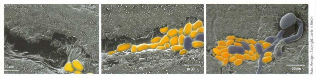 levenscyclus Botrytis