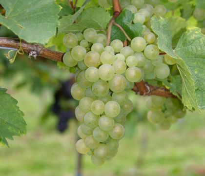 druif Gouais Blanc