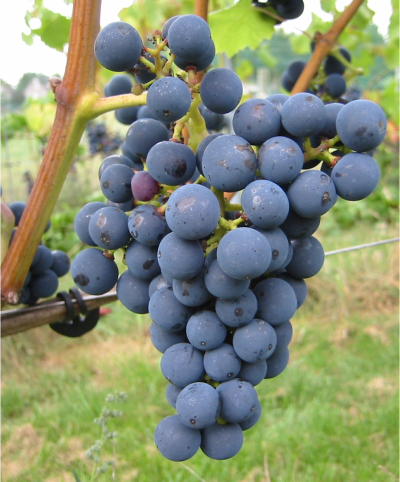 druif Salome / grape Salome