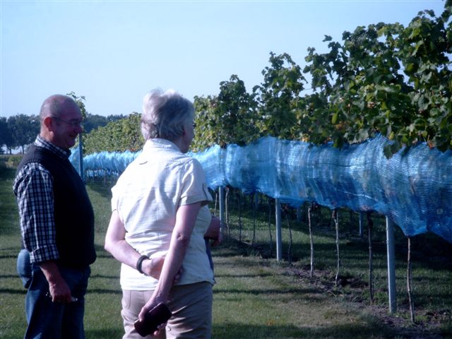Cabernet Cortis