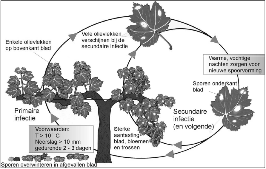 Levenscyclus Peronospora