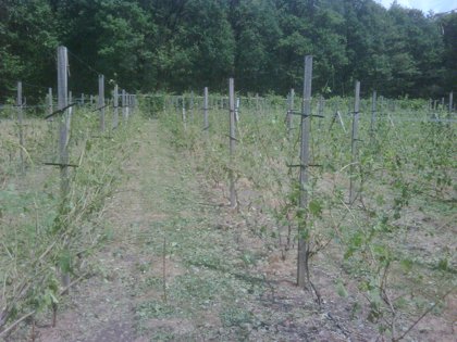 Wijngaard na hagelbui / Vineyard after hailstorm